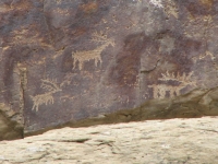 Several deer images
